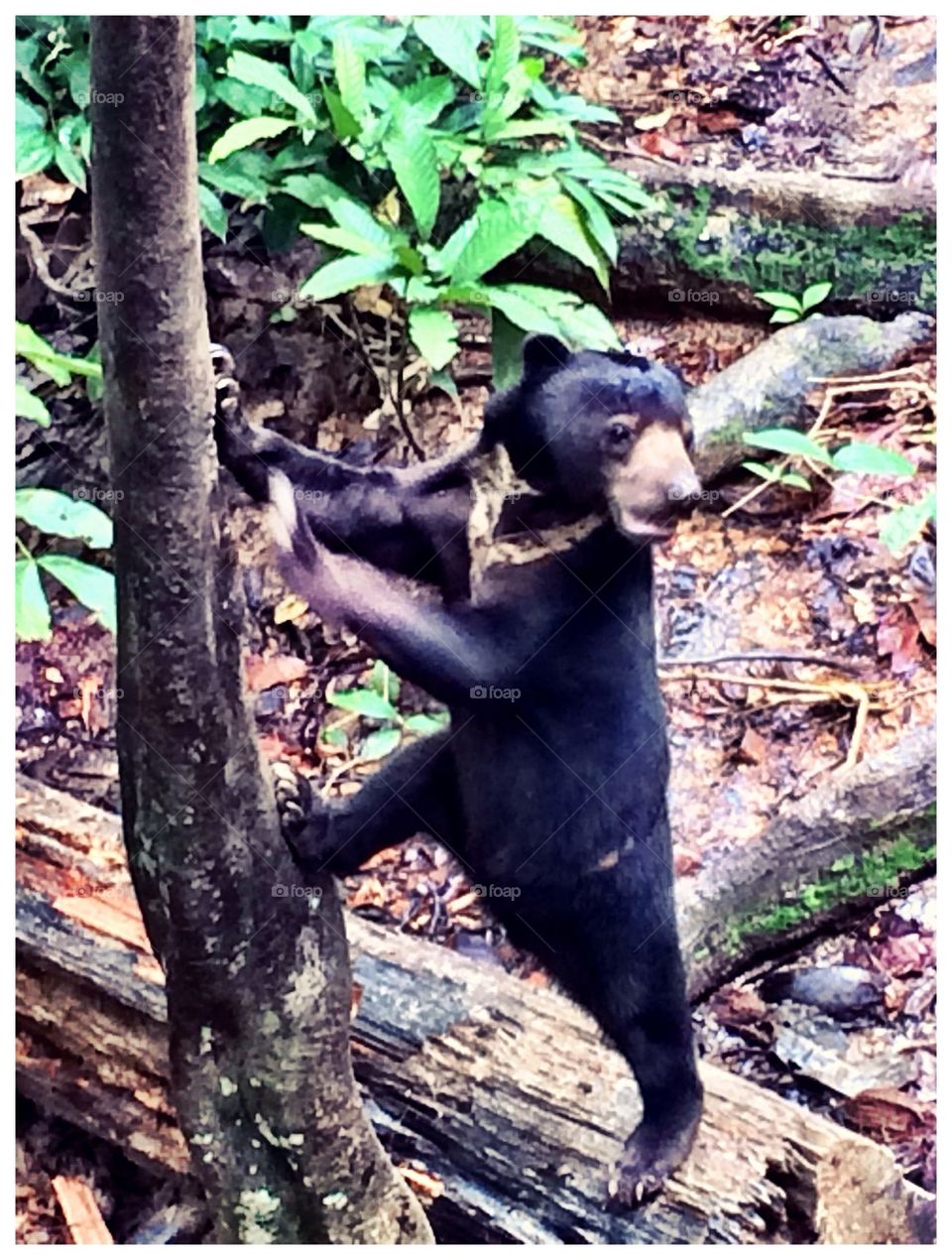 Sun bear