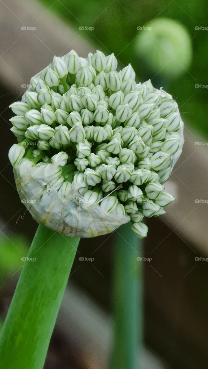 Red onion flower