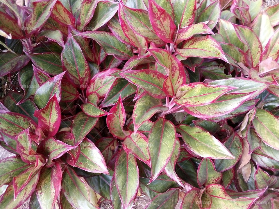 Mini colourful plants