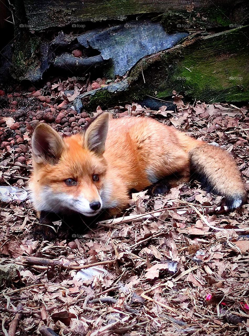 View from the ground.  The fox cub lies on the ground and prepares to jump.  In the background are the ruins of an old house.