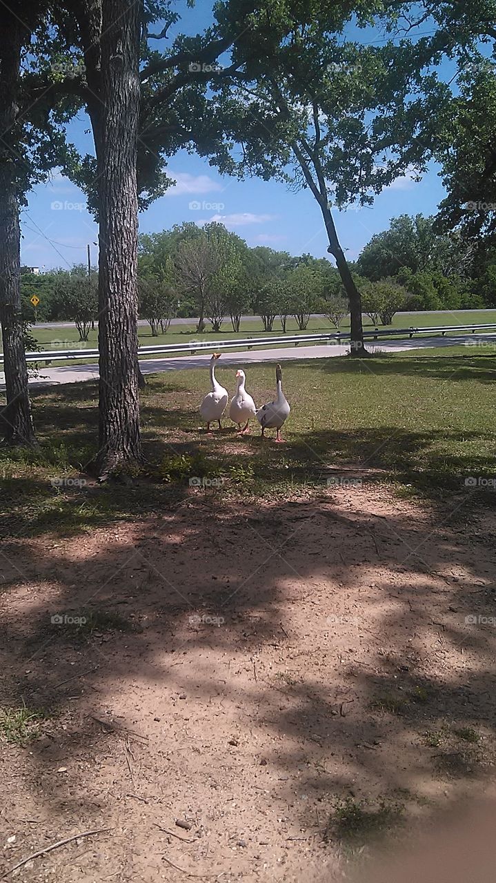 three amigos. these guys are mean, i had to run from them