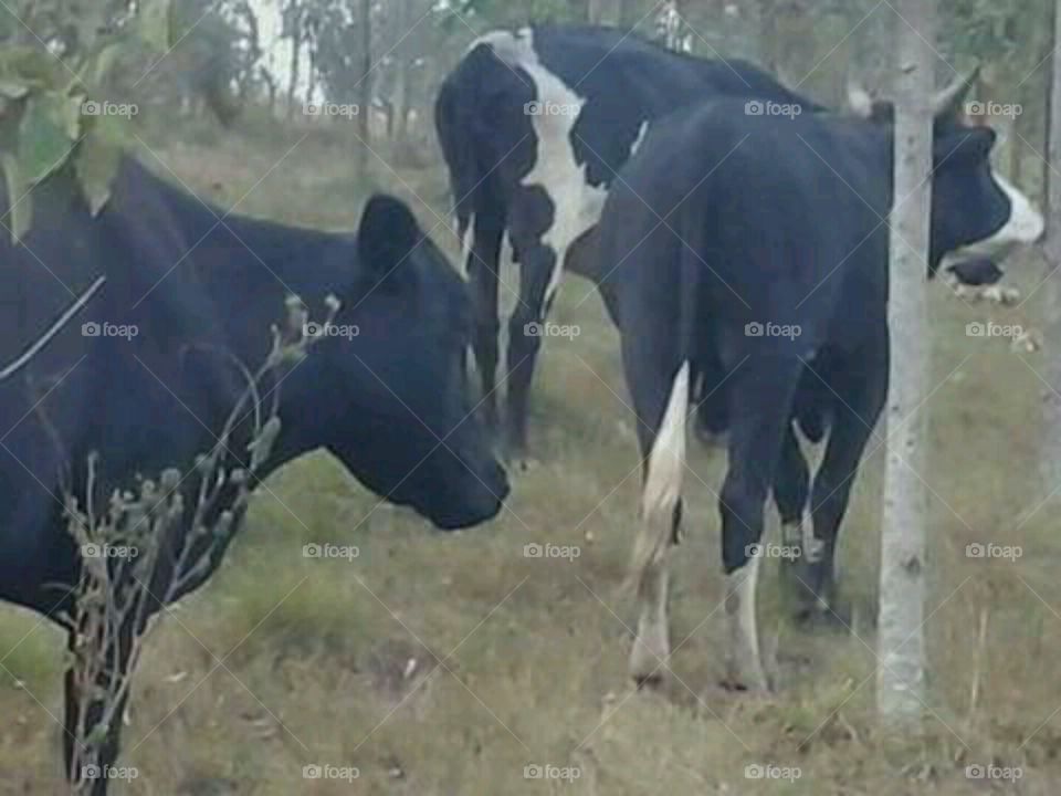 Exotic cows