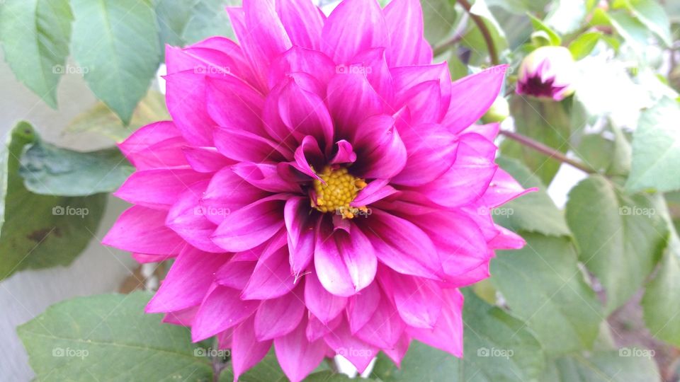 High angle view of pink dahlia flower