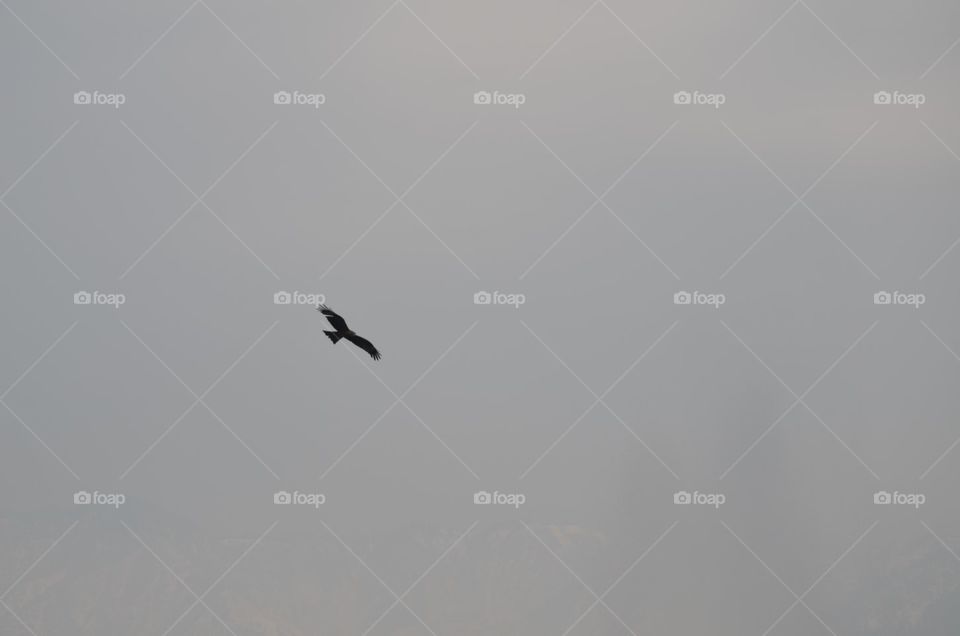 Bird, Sky, Wildlife, Flight, Nature