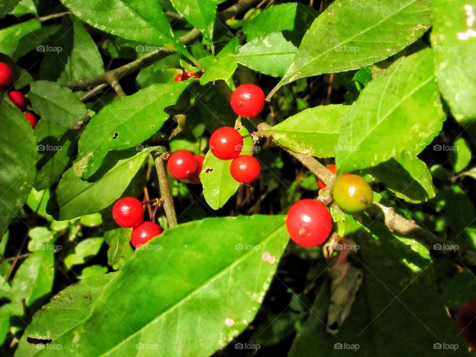 red color berries on branch of plant