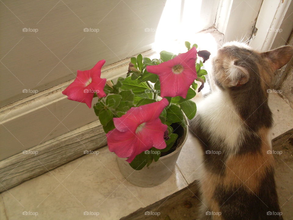 flower and cat