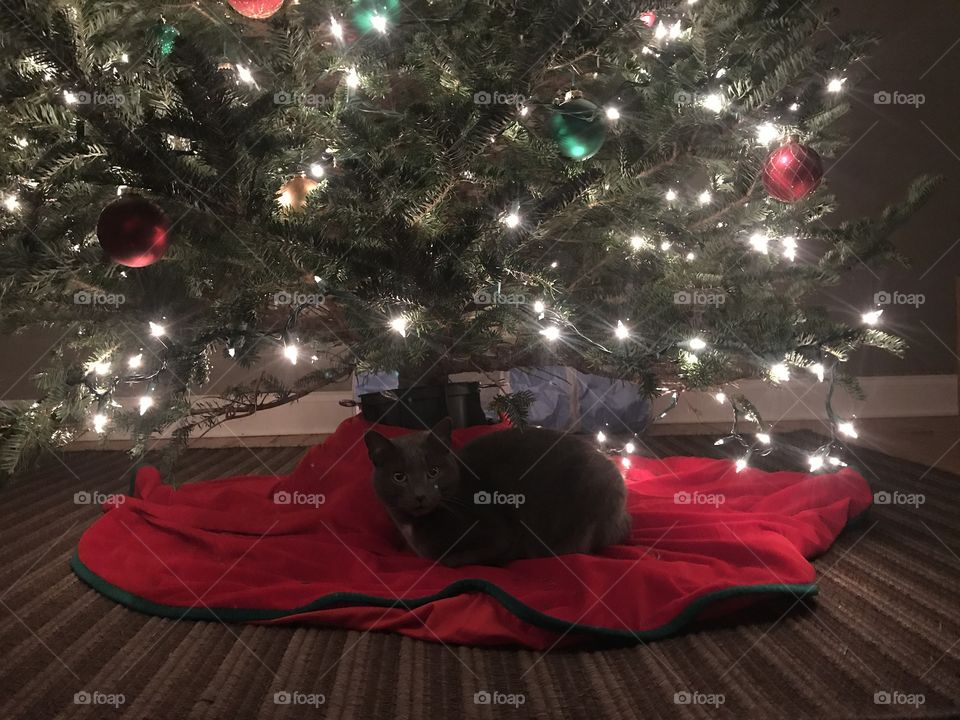 Christmas kitty 1