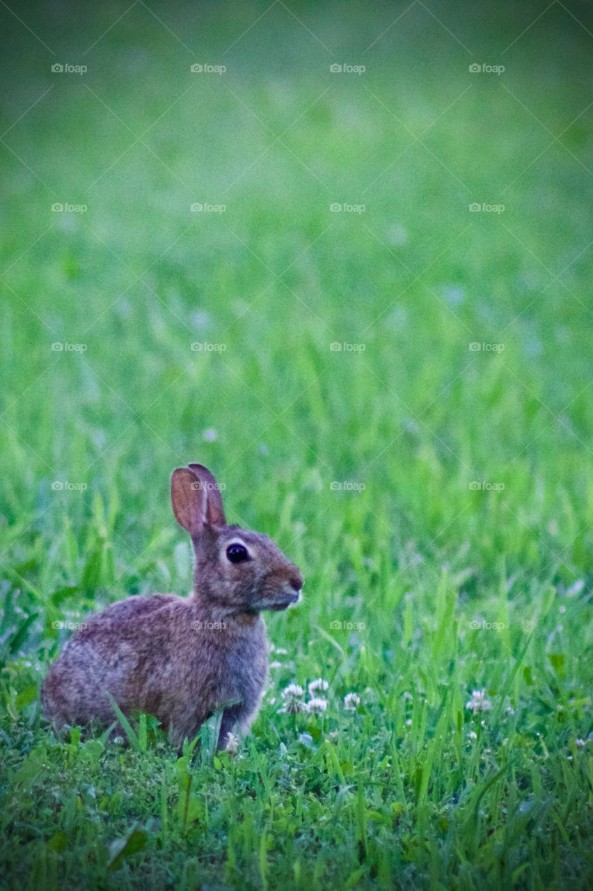 An alert baby bunny in the grass