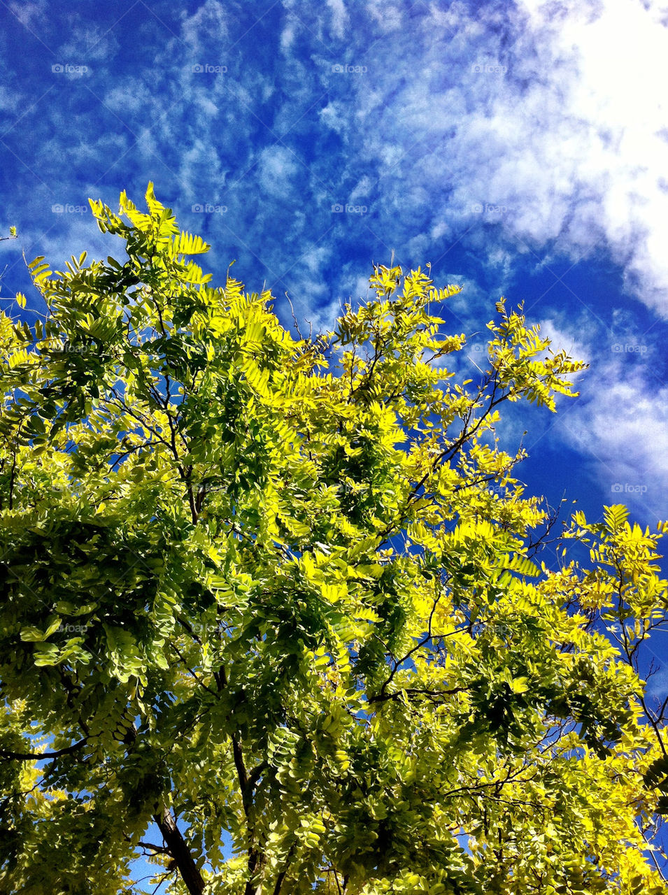 sky green nature blue by king
