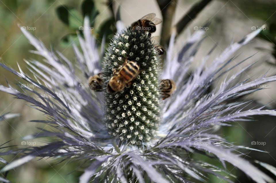 Bees on purple thistle close up, Swiss alpine flora 