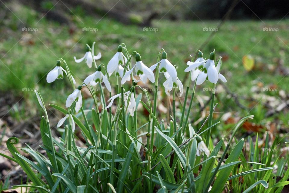 Snowdrops 