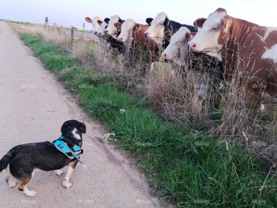 dog with cows