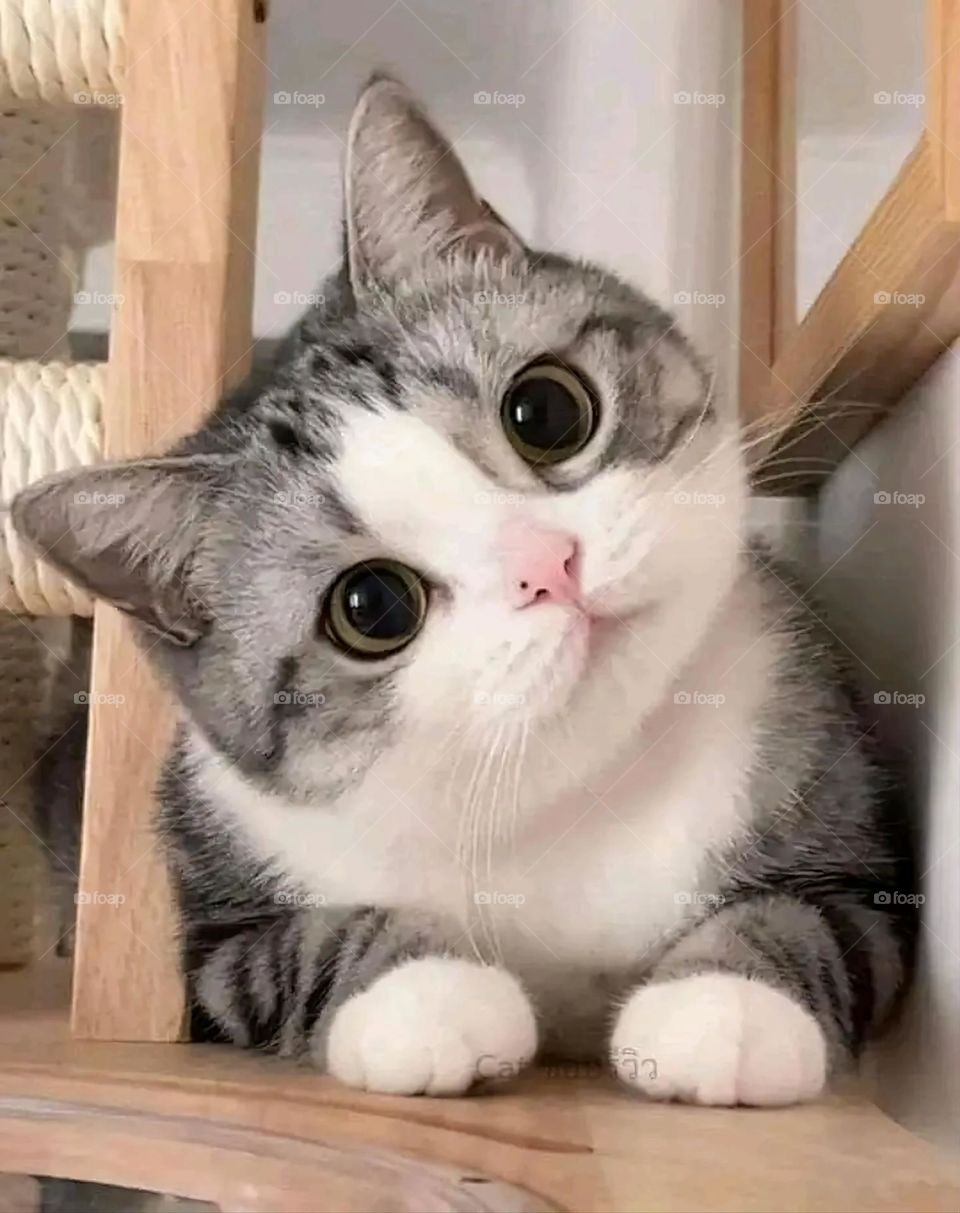 A very beautiful picture, and there is no better picture than it. There is no better picture of green herbs and colorful, red and white roses than it. Glory be to God, the natural and picturesque view, and there is no more