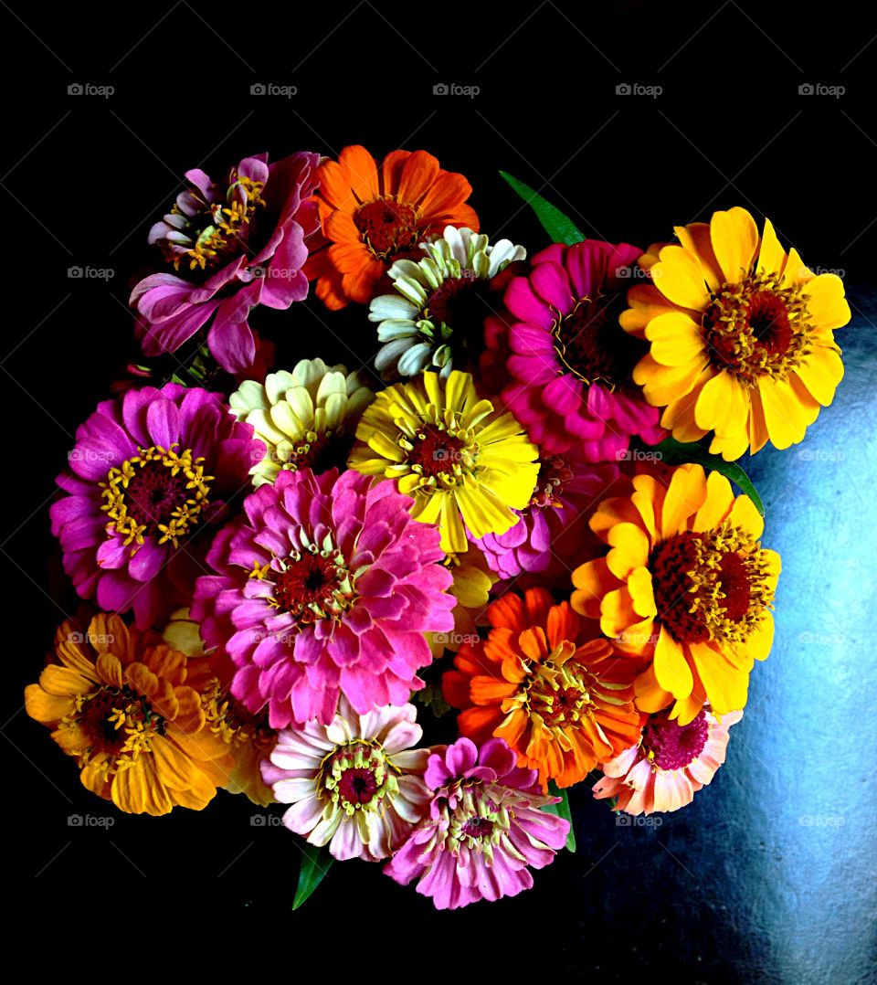 Zinnia bouquet . Zinnias picked from garden