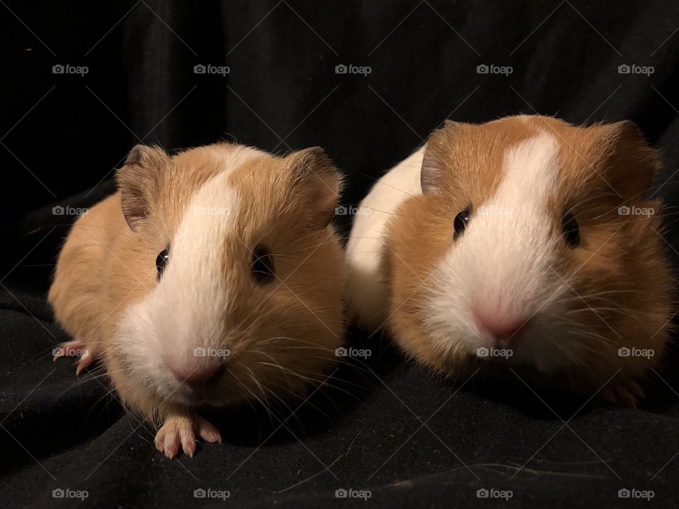 Two little cavies