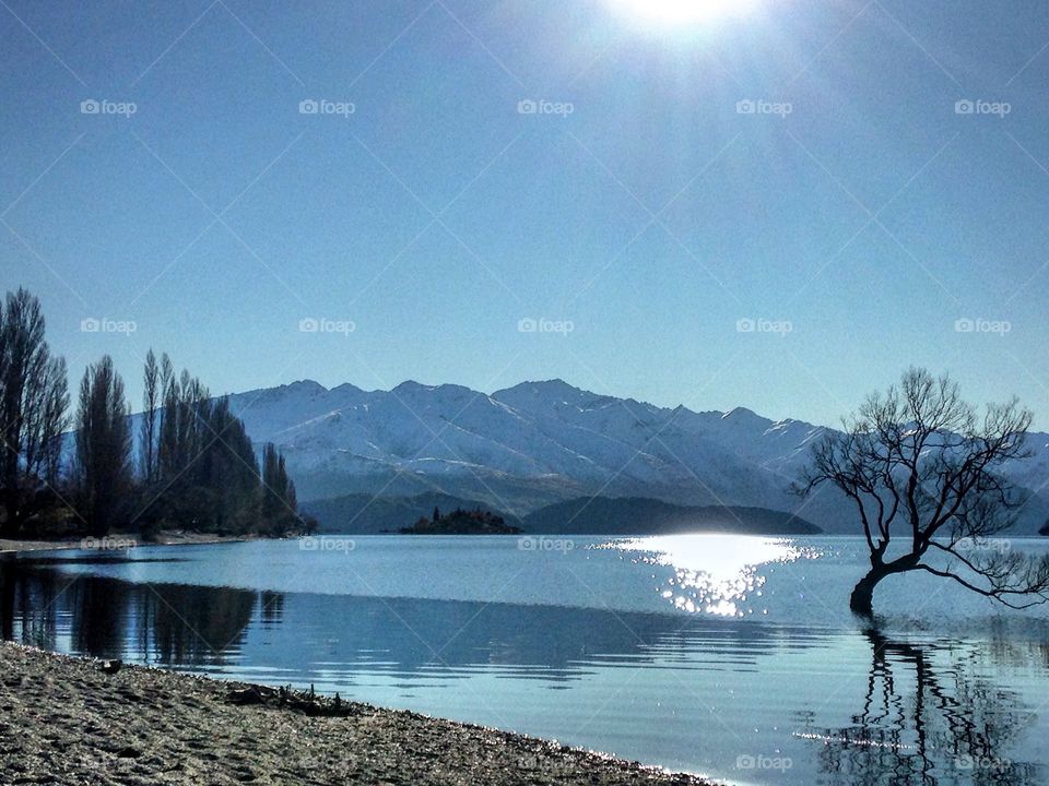 That Wanaka Tree