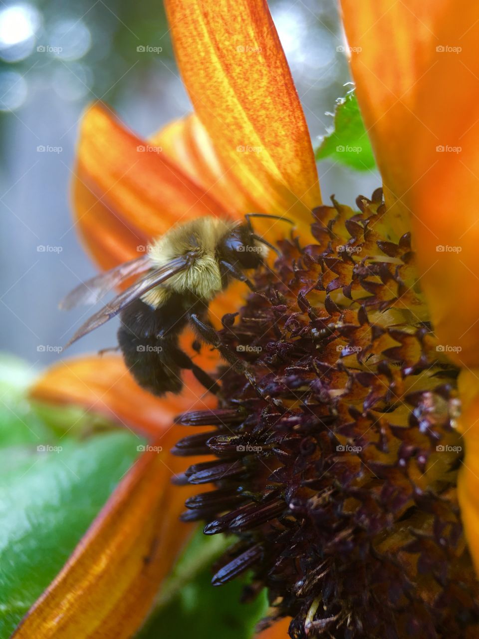 Bee in search of pollen