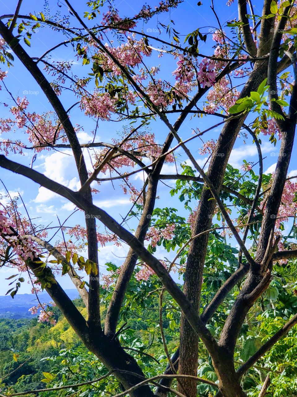 beautiful cassia tree