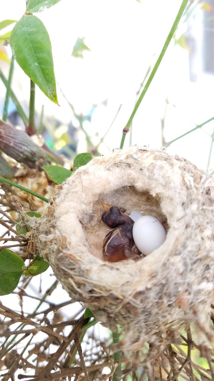 Nest, Nature, Egg, Food, Bird