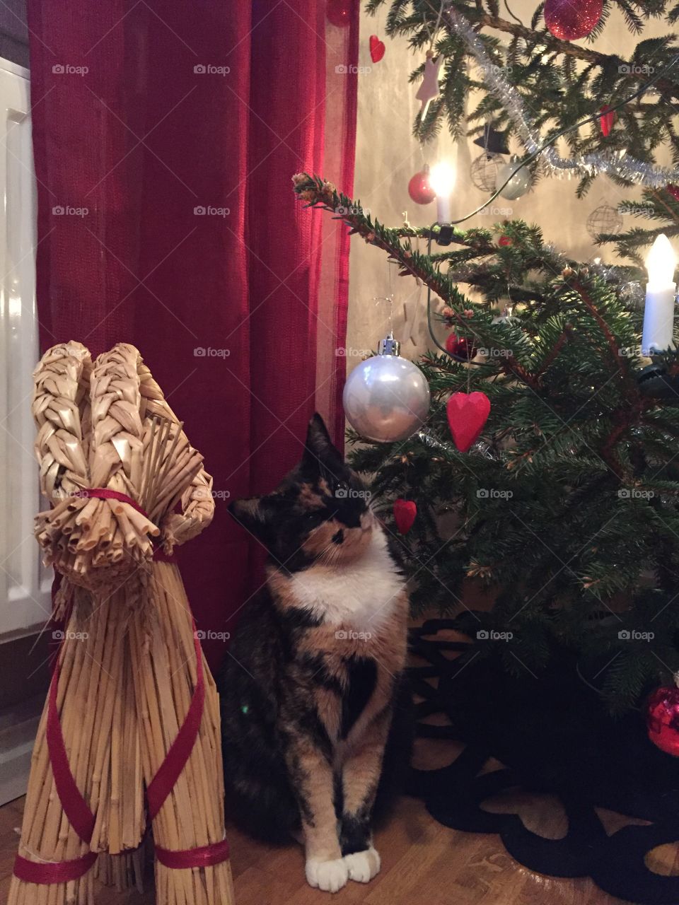 Cat and Christmas tree