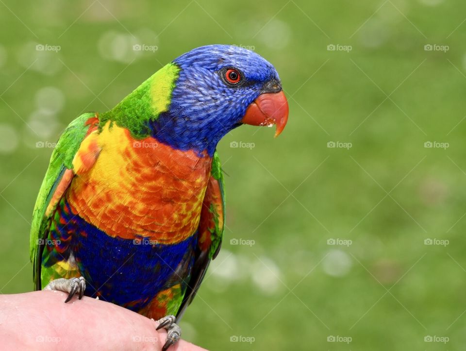 We all had a lot of fun feeding the Rainbow Lorikeets yesterday 