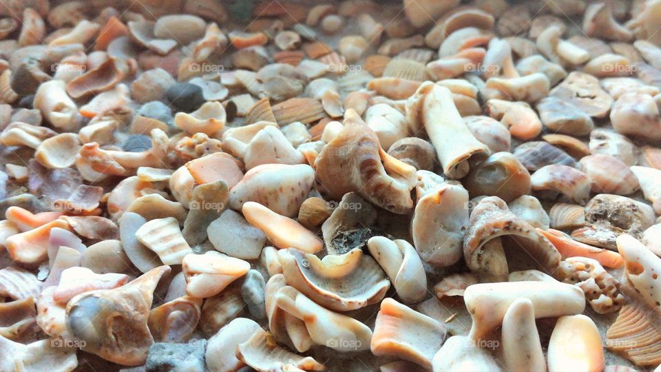 Close-up of broken shells