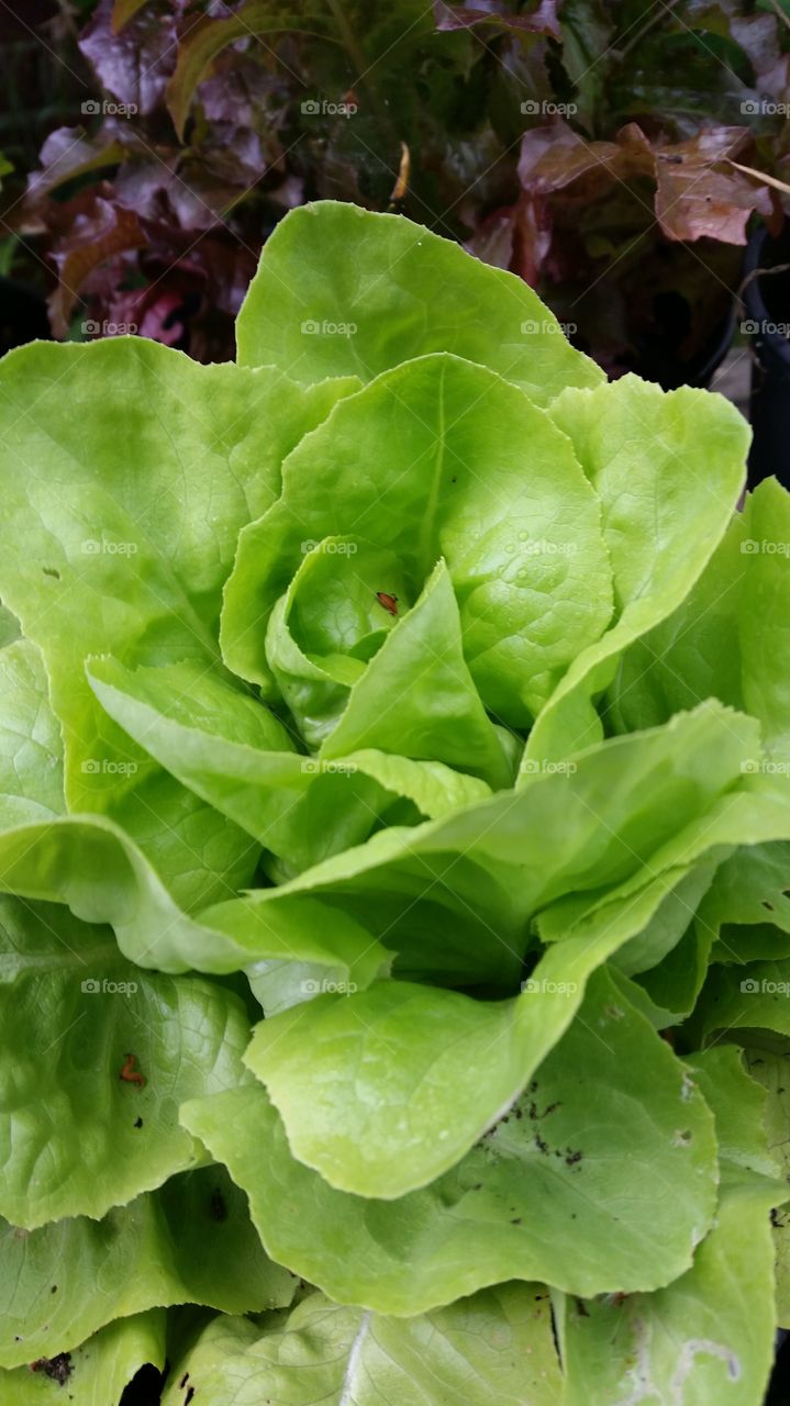 home-grown salad
