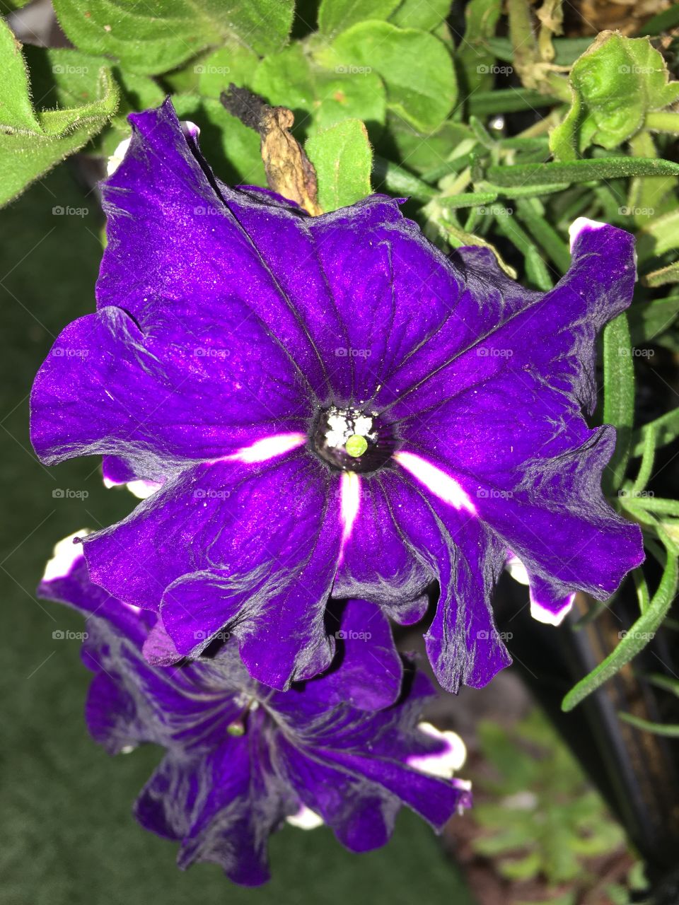 Purple flower 