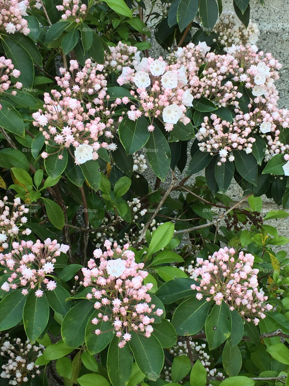 Mountain laurel buds