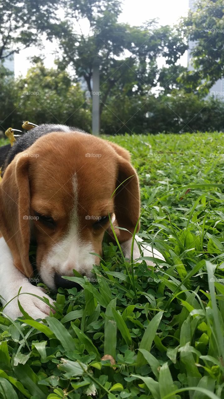 Bucky the Beagle