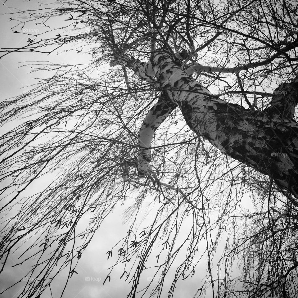 Tree, Wakefield, Massachusetts 