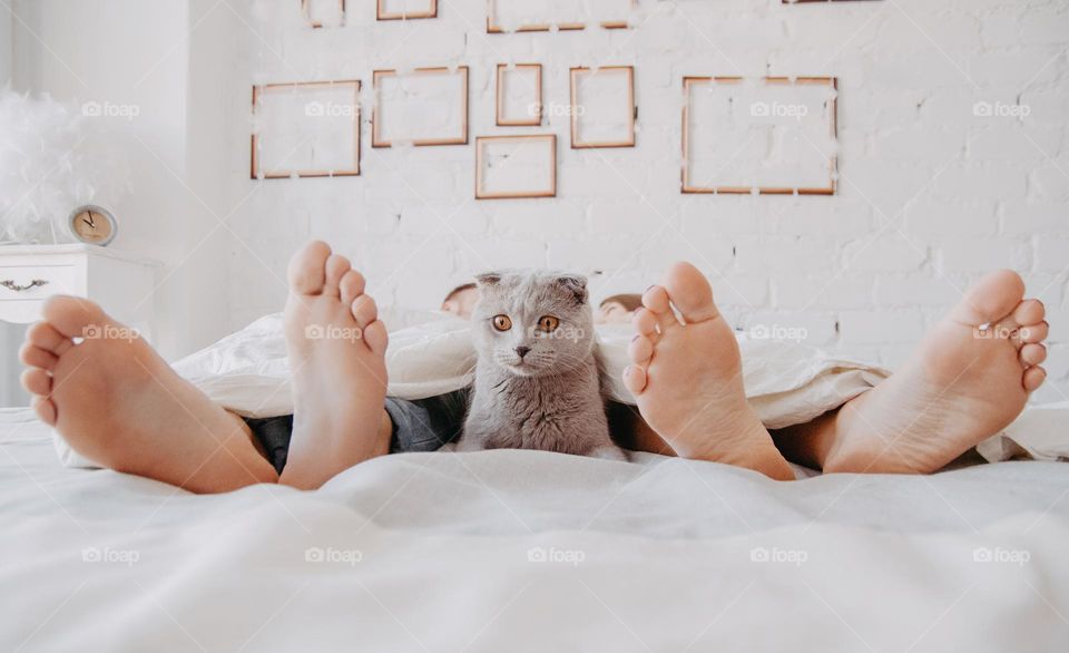 British cat with people in the bed