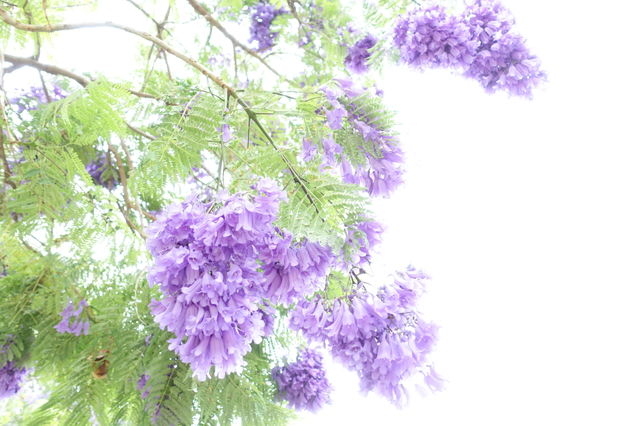 Jacaranda flowers are blooming.