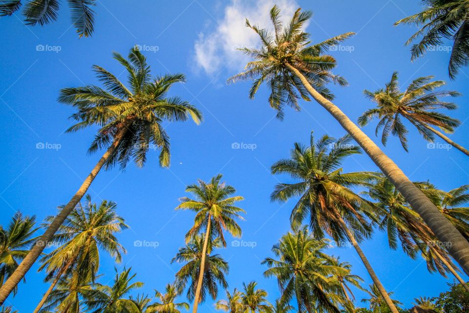 Palm trees sky