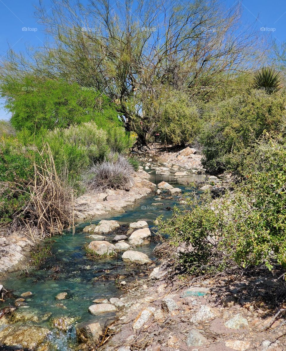 Arizona Creek in Spring