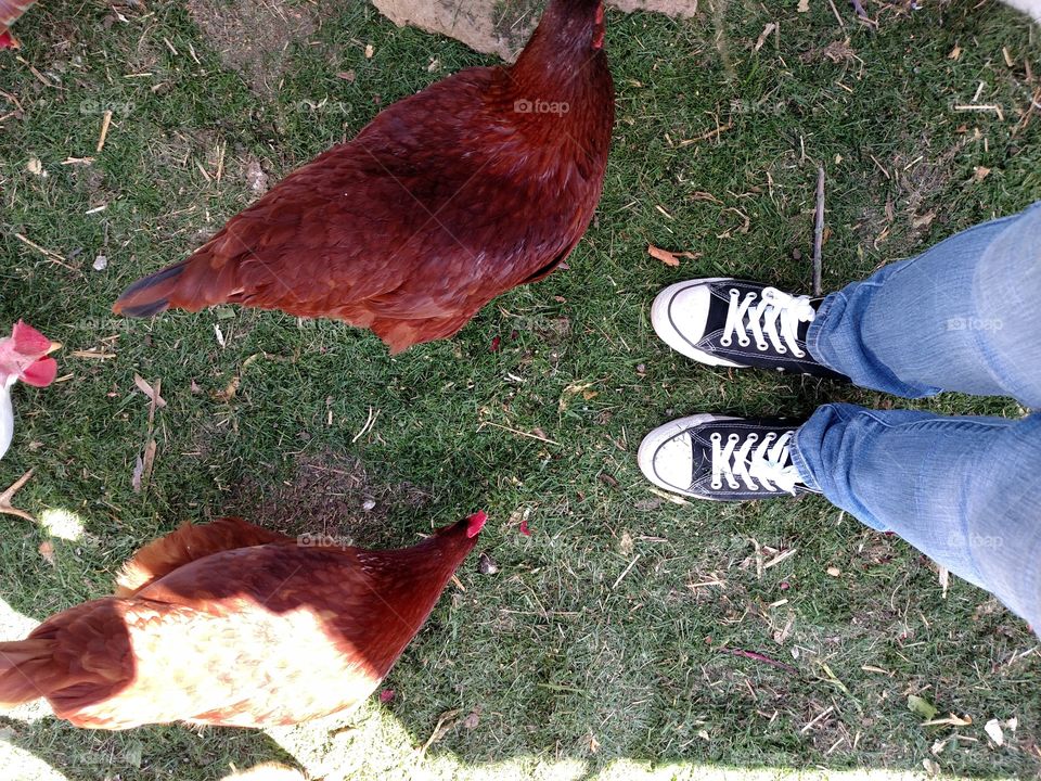 Standing With The Chickens