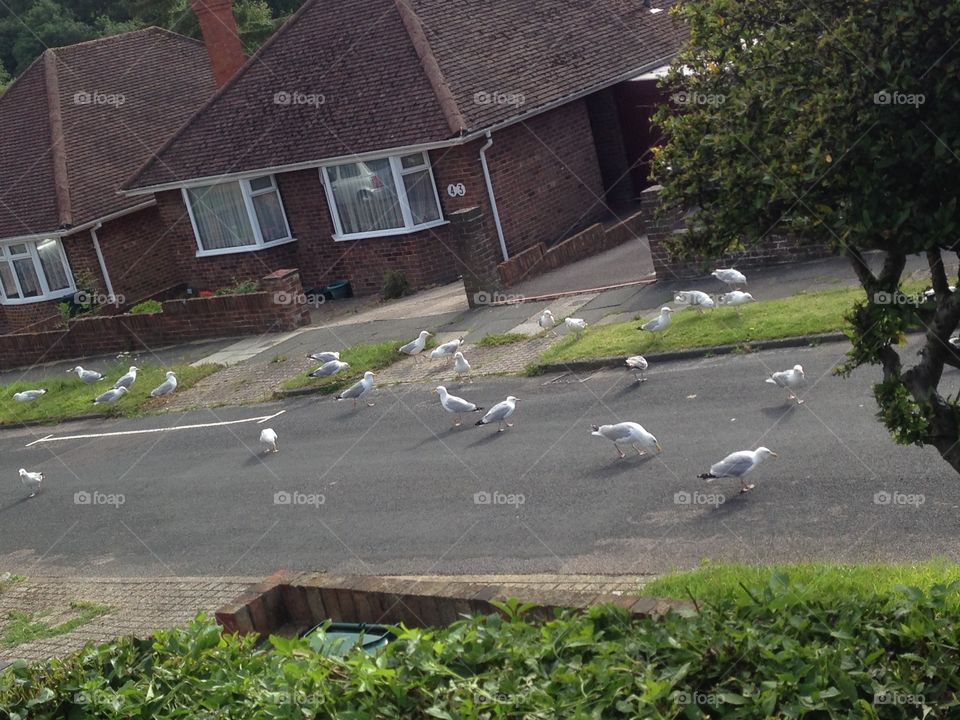The local birds descend into our road!