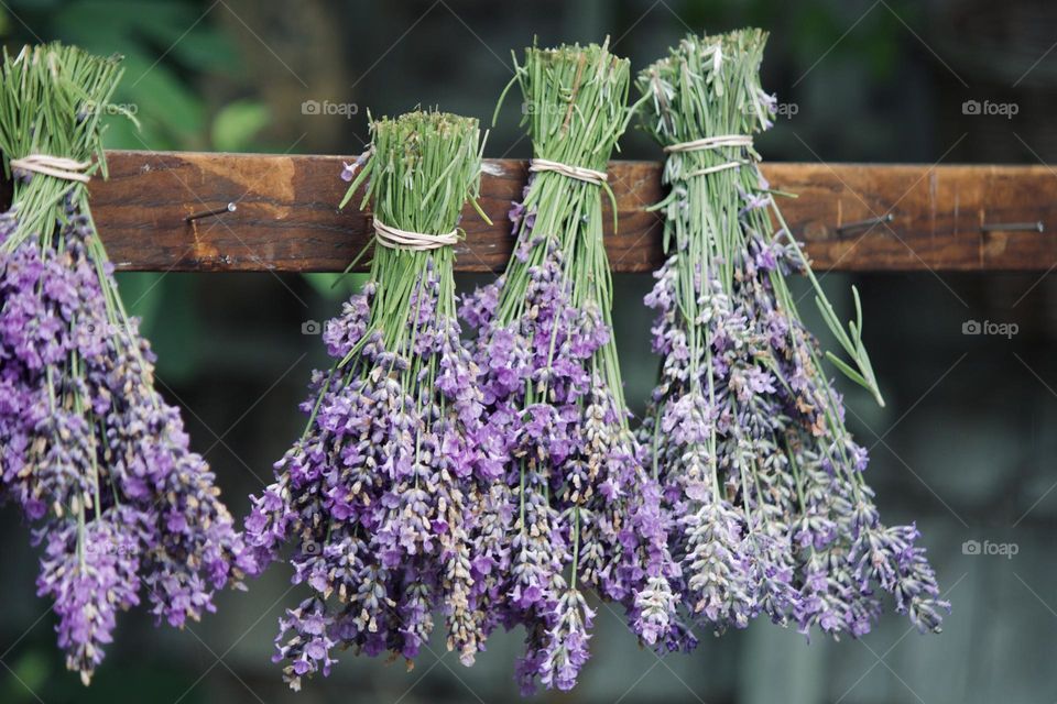 Harvested Lavender 