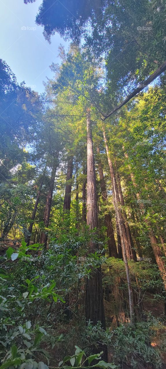 Redwood trees