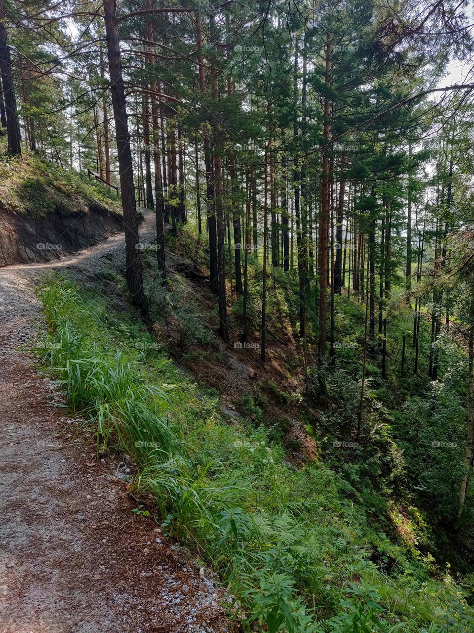 Trees on the slope