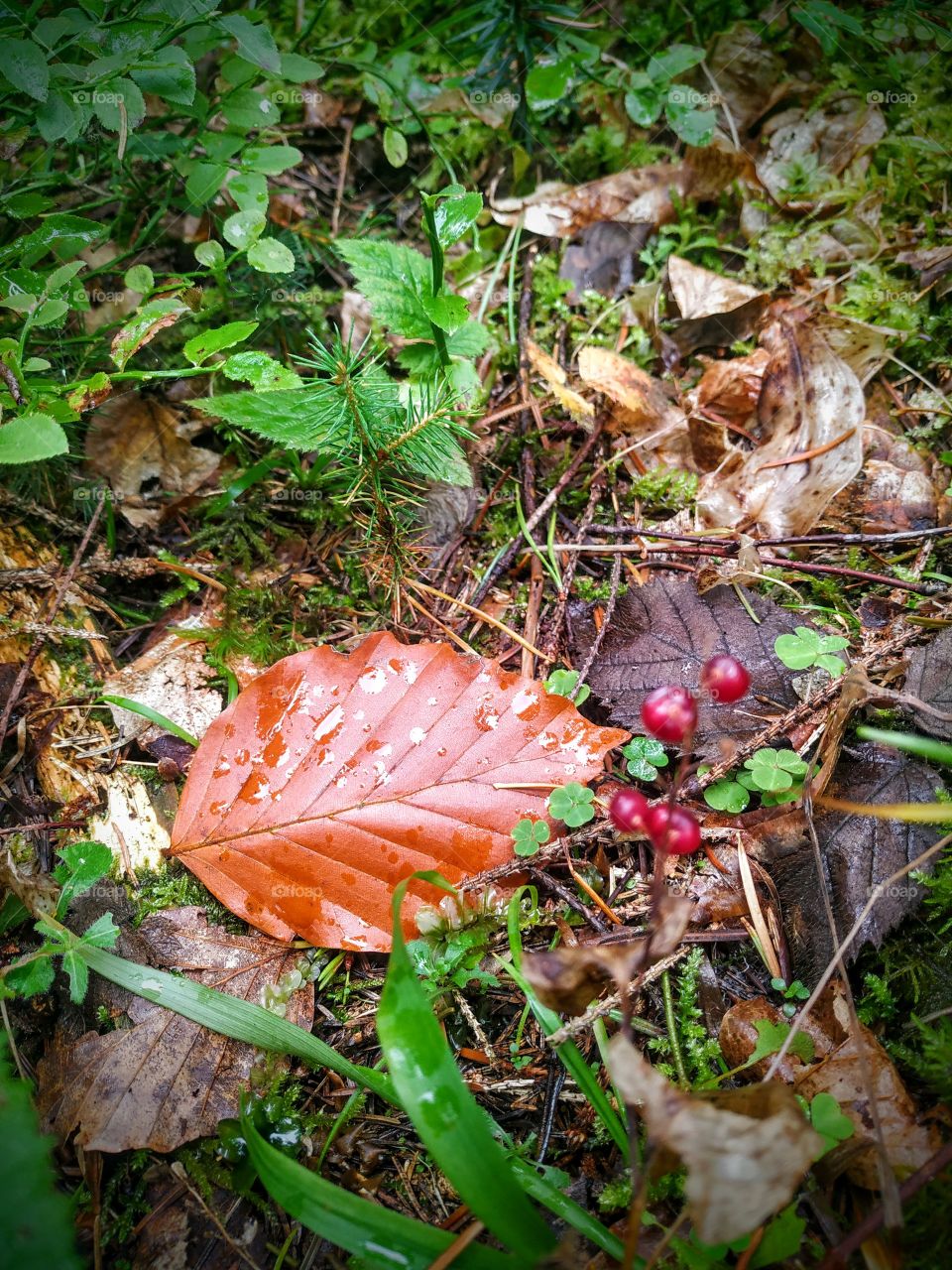 The rain in the wood. An orange leaf and red berries.
