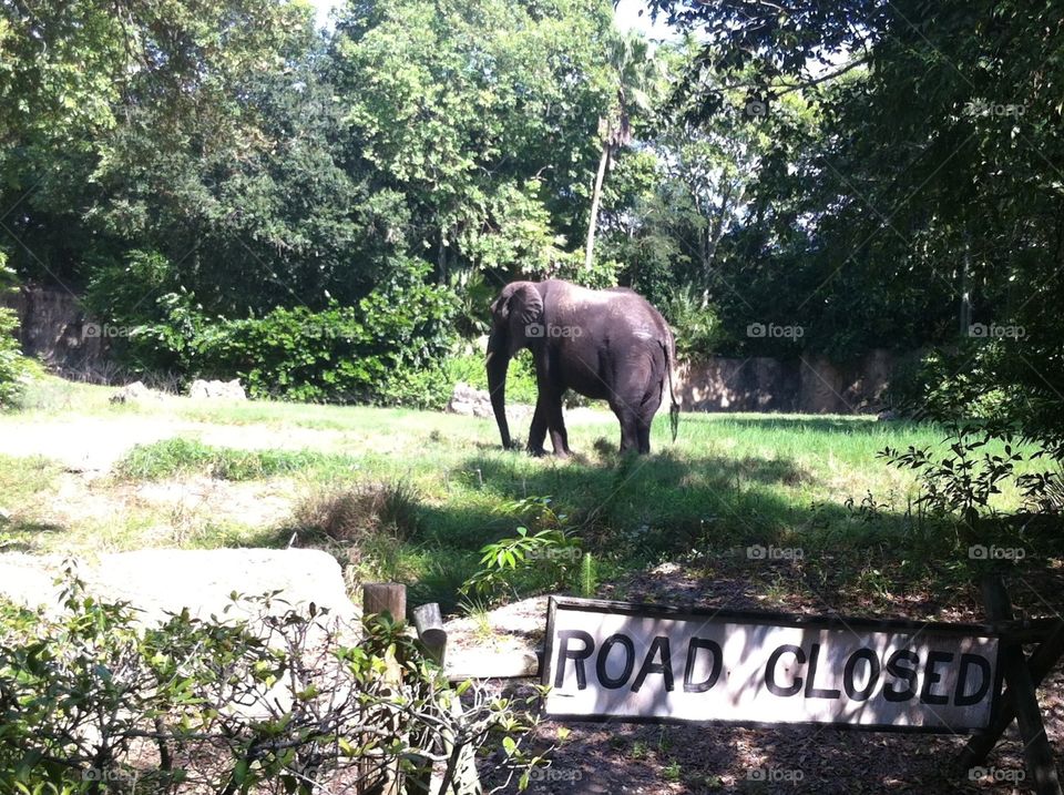 Elephant in Disney World. An elephant in Disney's Animal Kingdom in Florida.