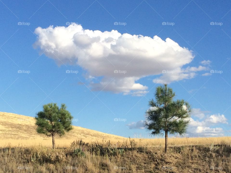 Cloud-tree symmetry 