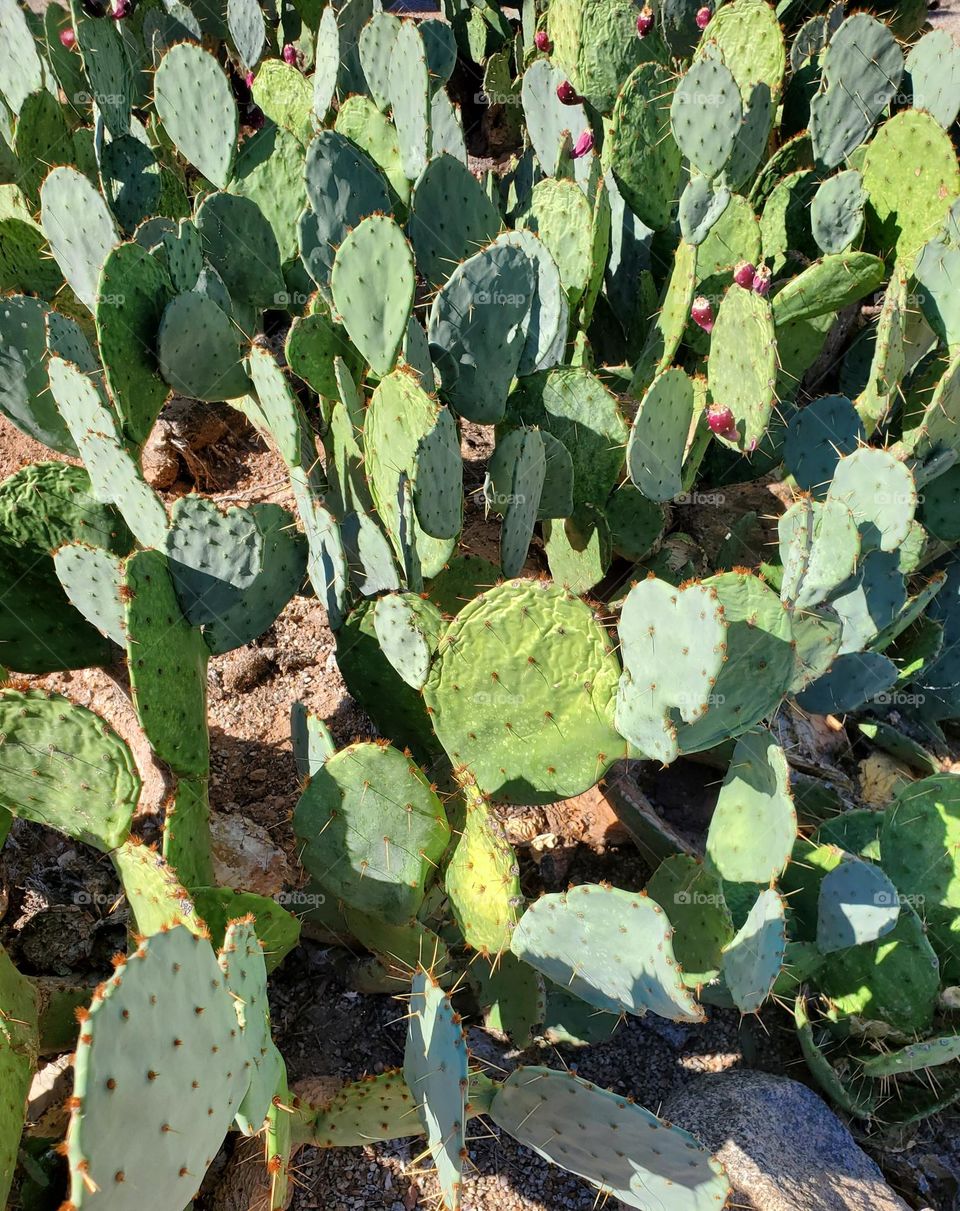 Prickly Pear Cactus in Arizona