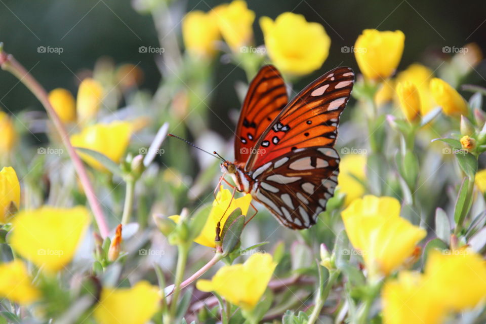 Gulf Fritillary 