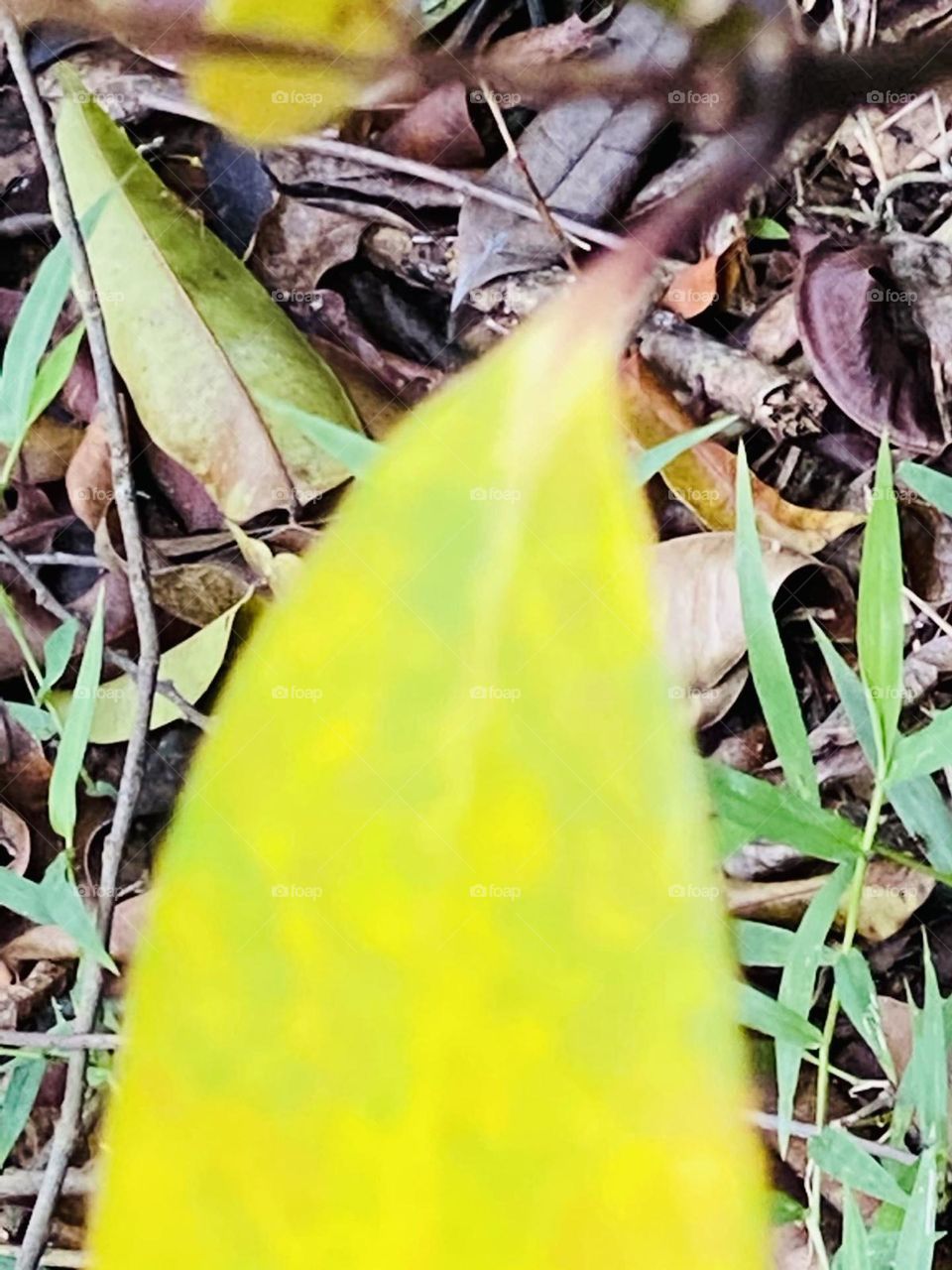 Leaf