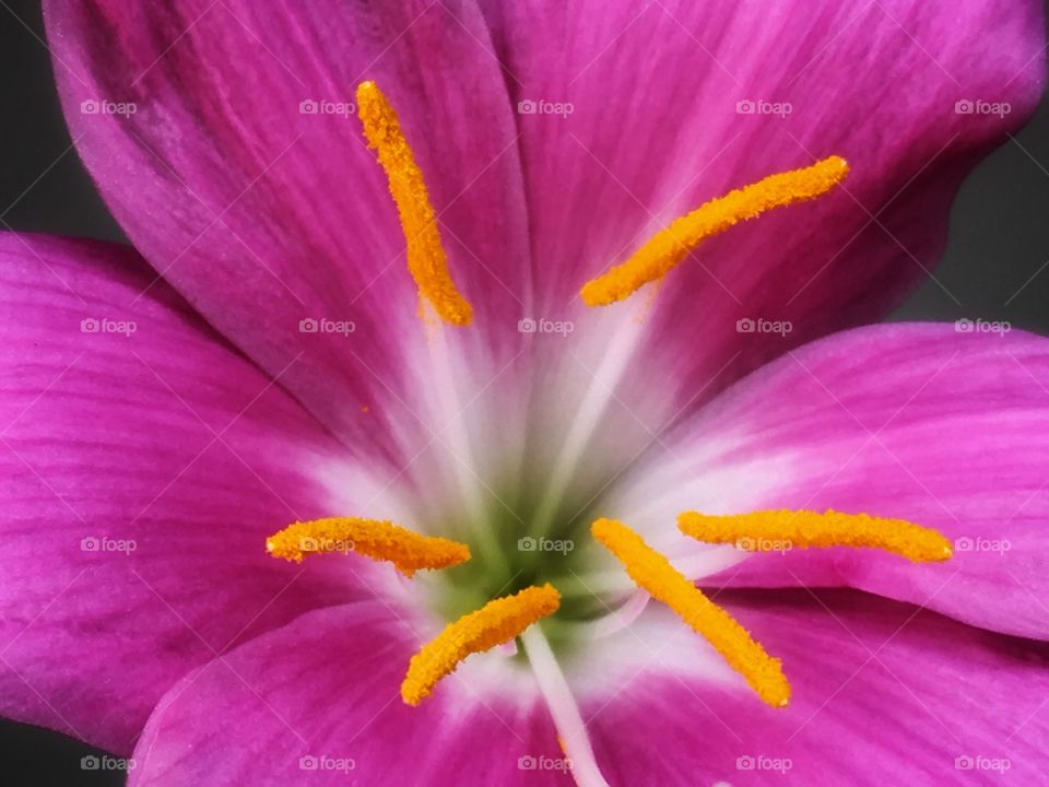 A closeup in a, as far as I can identify, one of the 160 species of Colchicum flower, family of Colchicaceae. One bulb, one flower that lasts 1, 2 days most. Vibrant color, delicate flower.