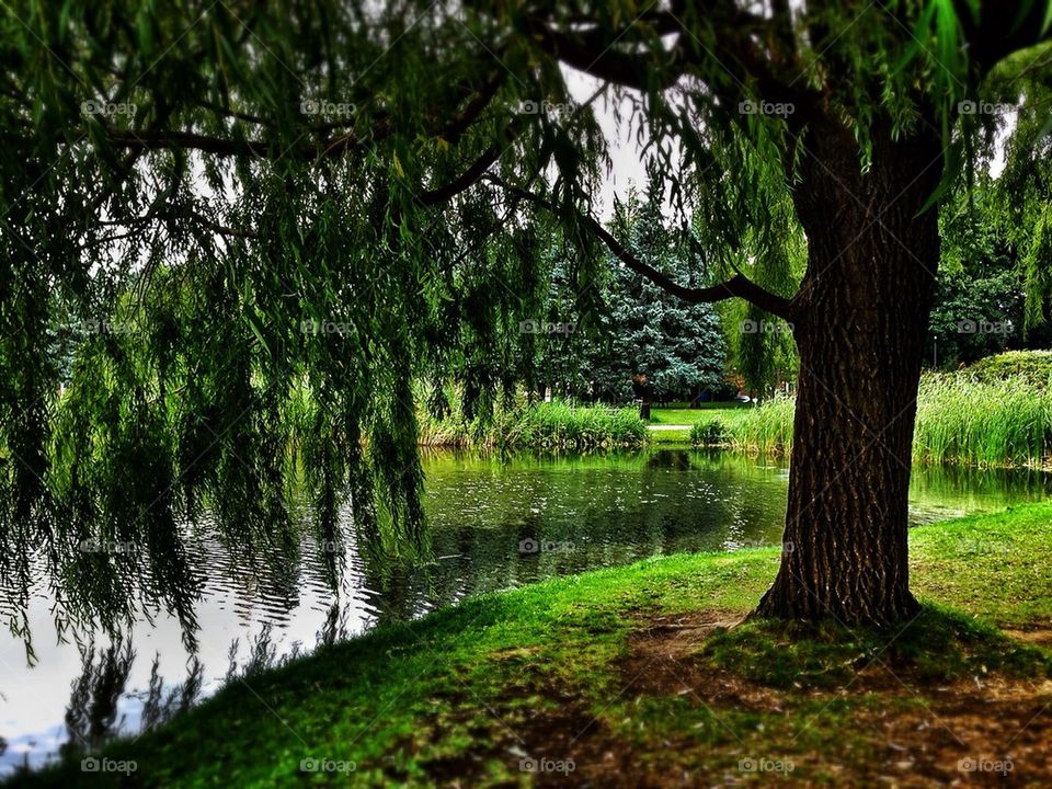 Under the Willow Tree