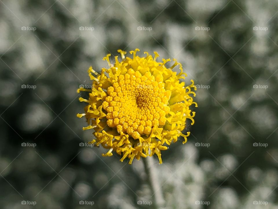 Gray santolina or lavender cotton
 (S. chamaecyparissus)- yellow flower close up - radial symmetry