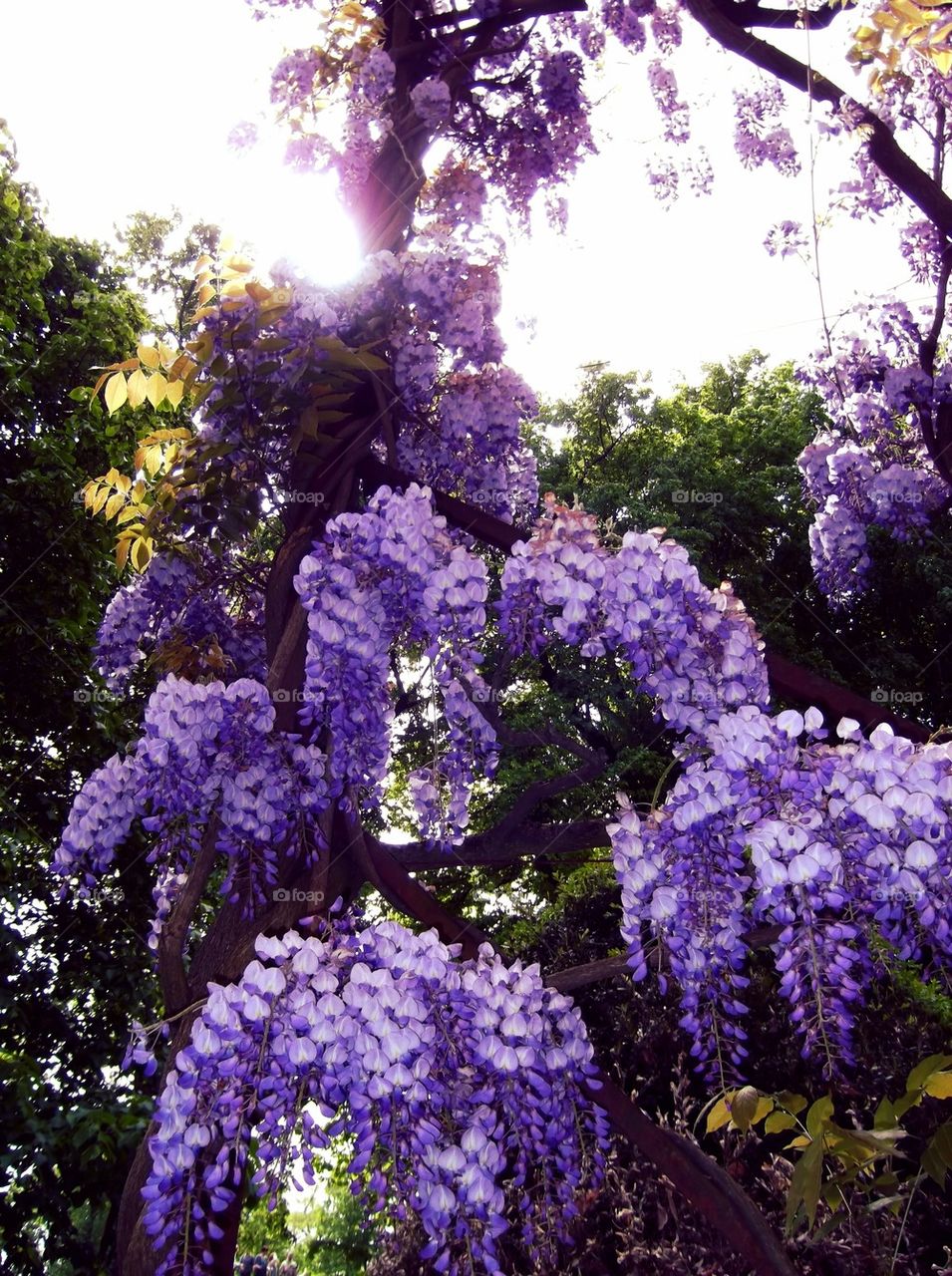 Wisteria